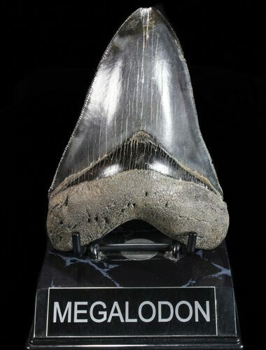 Serrated, Fossil Megalodon Tooth - Beautiful Enamel #74658